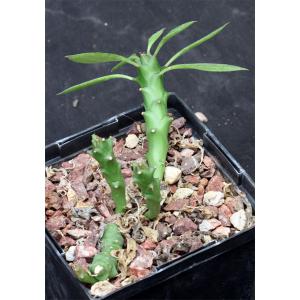Monadenium stapelioides var. congestum 5-inch pots