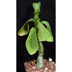 Monadenium arborescens one-gallon pots