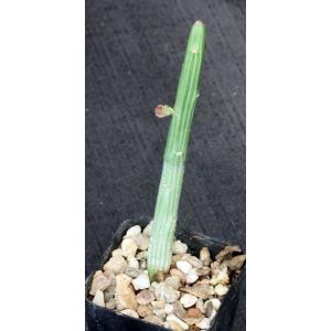 Monadenium gillettii 2-inch pots