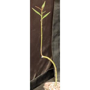 Monadenium invenustum var. angustum 4-inch pots