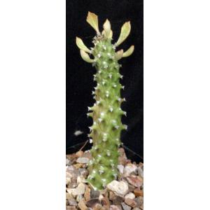 Monadenium renneyi 5-inch pots