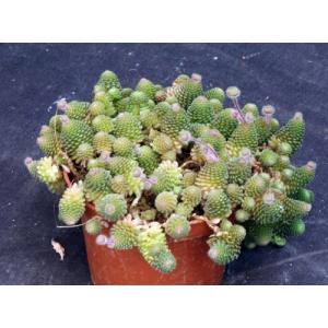 Monanthes polyphylla 4-inch pots