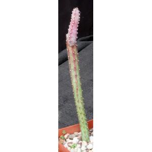 Monvillea spegazzinii 4-inch pots