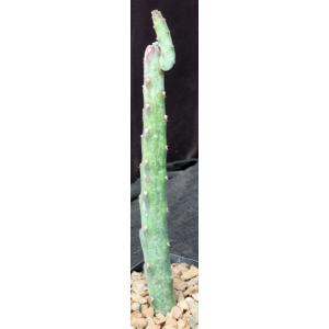 Monvillea spegazzinii one-gallon pots