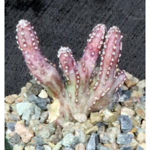 Monvillea spegazzinii (crest) 4-inch pots