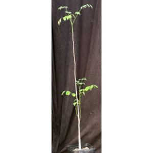 Moringa stenopetala one-gallon pots