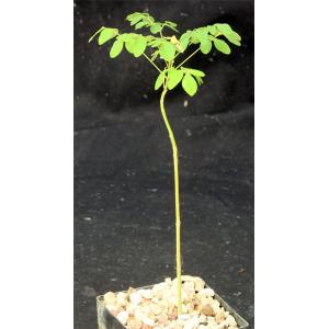 Moringa oleifera 4-inch pots