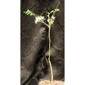 Moringa oleifera one-gallon pots