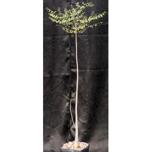 Moringa stenopetala one-gallon pots