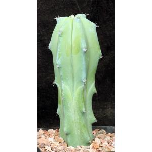 Myrtillocactus cochal one-gallon pots