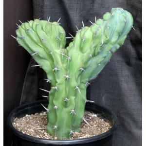 Myrtillocactus geometrizans (crest) 3-gallon pots