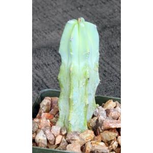 Myrtillocactus geometrizans 2-inch pots