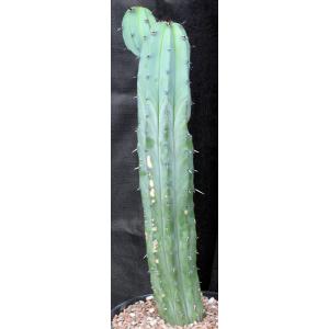 Myrtillocactus geometrizans 3-gallon pots