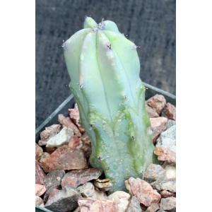 Myrtillocactus geometrizans 3-inch pots