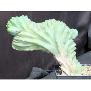 Myrtillocactus geometrizans (crest) 5-inch pots