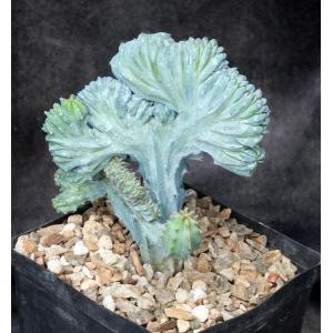 Myrtillocactus geometrizans (crest) one-gallon pots