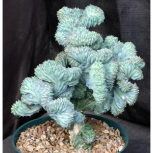 Myrtillocactus geometrizans (crest) 8-inch pots
