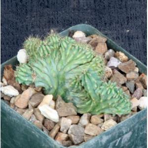 Myrtillocactus geometrizans (crest) 4-inch pots
