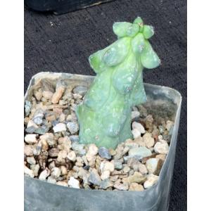 Myrtillocactus geometrizans cv Fukurokuryuzinboku 5-inch pots