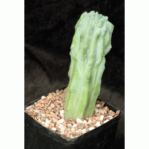 Myrtillocactus geometrizans (crest) one-gallon pots
