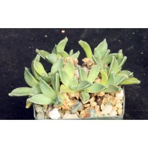 Nananthus spathulatus (Nelsdam) 3-inch pots