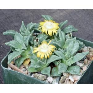 Nananthus margaritiferus 4-inch pots