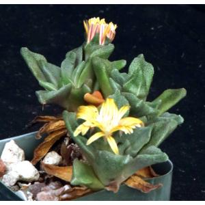 Nananthus margaritiferus 2-inch pots