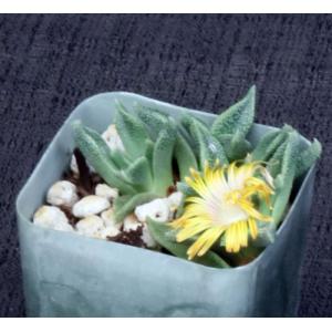 Nananthus margaritiferus 2-inch pots