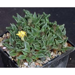 Nananthus margaritiferus 5-inch pots