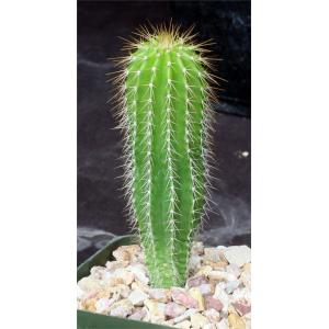 Neobuxbaumia polylopha 4-inch pots