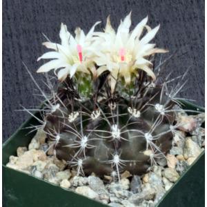 Neoporteria cachytayensis 4-inch pots