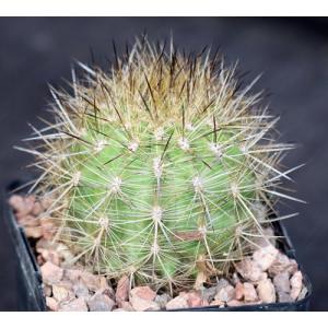 Neochilenia chilensis var. albidiflora 5-inch pots
