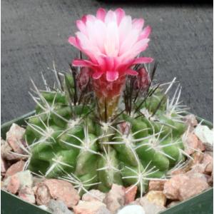 Neochilenia floccosa 4-inch pots