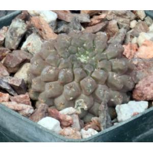 Neochilenia glabrescens 3-inch pots