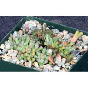 Neohenricia sibbettii 4-inch pots