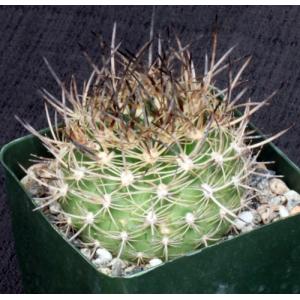 Eriosyce senilis ssp. coimasensis 4-inch pots