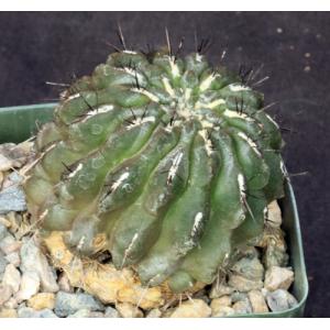 Neoporteria heinrichiana var. setosiflora 4-inch pots