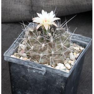 Neoporteria violaciflora 5-inch pots