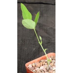 Neorautanenia mitis 4-inch pots