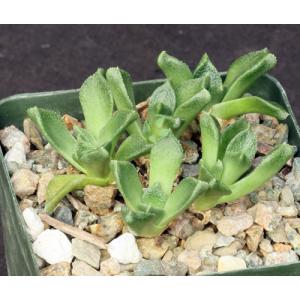 Nananthus spathulatus (Nelsdam) 4-inch pots