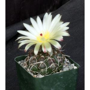 Notocactus crassigibbus 4-inch pots