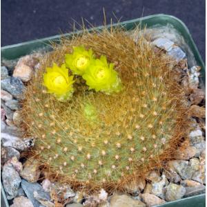 Notocactus graessneri var. flaviflorus 4-inch pots