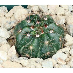 Notocactus securituberculatus 3-inch pots