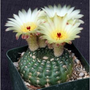 Notocactus concinnus ssp. apricus 4-inch pots