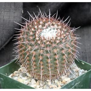 Notocactus erythracantha 4-inch pots