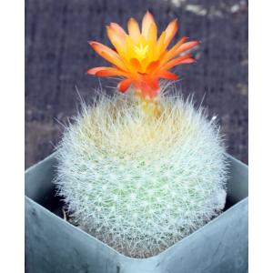 Notocactus haselbergii 2-inch pots