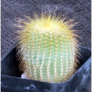 Notocactus leninghausii 2-inch pots