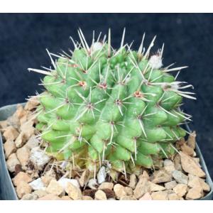 Notocactus ottonis 5-inch pots