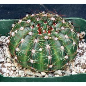Notocactus ottonis var. aigua 4-inch pots