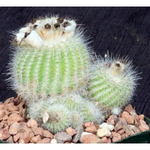 Notocactus scopa var. murielli 5-inch pots